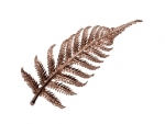 Waipu Museum/Online Shop/Kiwicraft Rose Gold Silver Fern Brooch